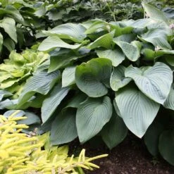 Hosta 'Empress Wu' (PBR)