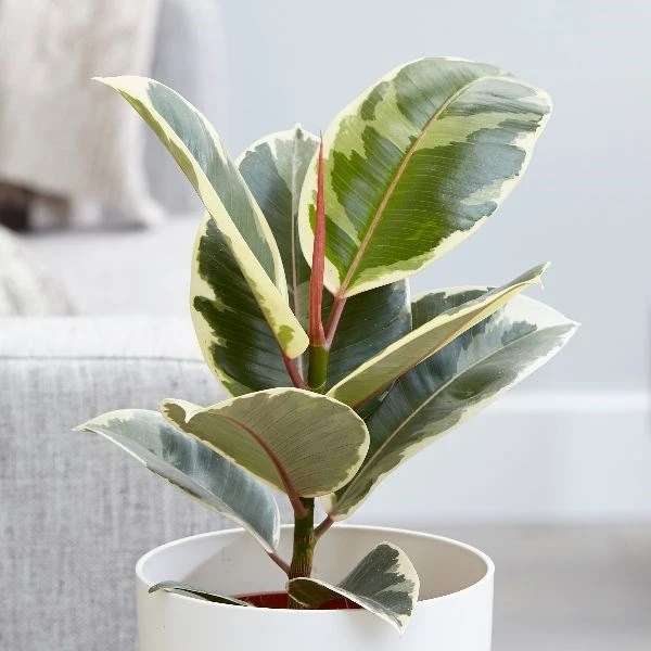 Ficus Elastica 'Tineke' 1 Ficus Elastica 'Tineke'