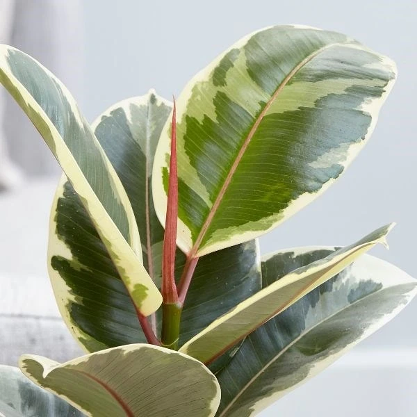 Ficus Elastica 'Tineke' 2 Ficus Elastica 'Tineke' - Image 2