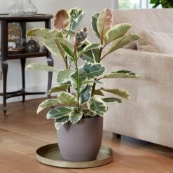 Ficus Elastica 'Tineke' 7 Ficus Elastica 'Tineke' -Pure Botanica pl2000028176 card4 lg