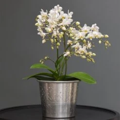 Phalaenopsis 'White Willd Orchid' -Pure Botanica pl2000028180 card5 lg