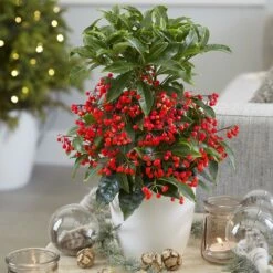 Ardisia Crenata 'Queen Star' (PBR) 6 Ardisia Crenata 'Queen Star' (PBR) -Pure Botanica pl2000028194 card3 lg