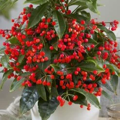 Ardisia Crenata 'Queen Star' (PBR) 7 Ardisia Crenata 'Queen Star' (PBR) -Pure Botanica pl2000028194 card4 lg