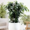 Ficus Benjamina 'Danielle' (PBR)