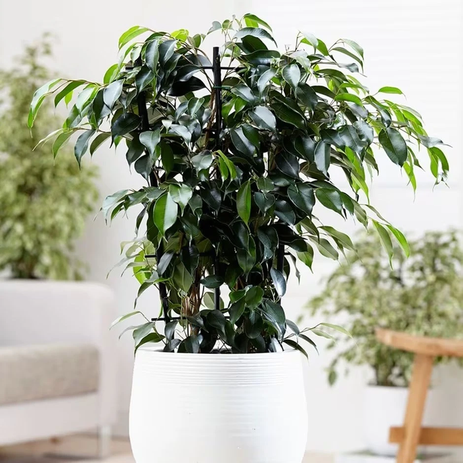 Ficus Benjamina 'Danielle' (PBR) 1 Ficus Benjamina 'Danielle' (PBR)