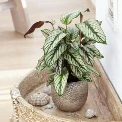 Goeppertia 'Whitestar' 5 Goeppertia 'Whitestar' -Pure Botanica pl2000028197 card3 lg