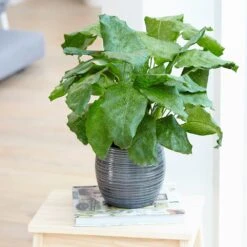 Calathea Network ('Pp0005') (PBR) 5 Calathea Network ('Pp0005') (PBR) -Pure Botanica pl2000028198 card3 lg