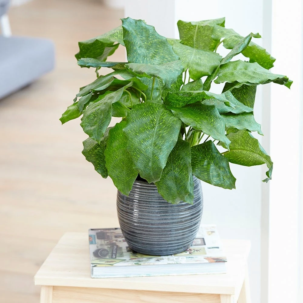 Calathea Network ('Pp0005') (PBR) 3 Calathea Network ('Pp0005') (PBR) - Image 3