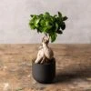 Ficus Microcarpa 'Ginseng'