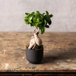 Ficus Microcarpa 'Ginseng' 5 Ficus Microcarpa 'Ginseng' -Pure Botanica pl2000028200 card3 lg