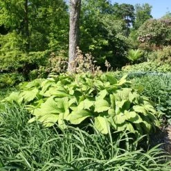 Rodgersia Aesculifolia -Pure Botanica pl2000028229 card3 lg