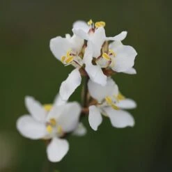 Libertia Chilensis 7 Libertia Chilensis -Pure Botanica pl2000028243 card4 lg