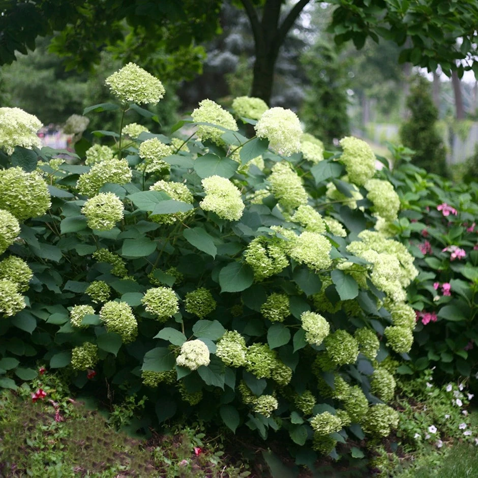 Hydrangea Arborescens Lime Rickey ('Smnhalr') (PBR) 1 Hydrangea Arborescens Lime Rickey ('Smnhalr') (PBR)