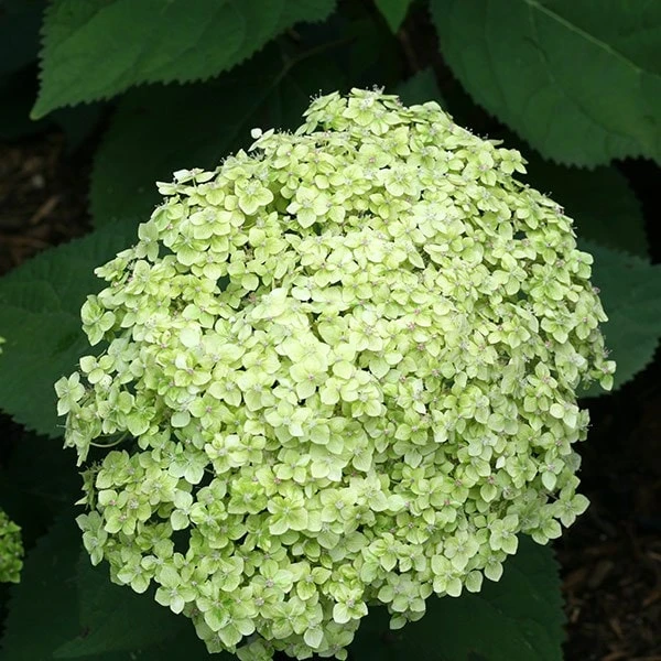 Hydrangea Arborescens Lime Rickey ('Smnhalr') (PBR) 2 Hydrangea Arborescens Lime Rickey ('Smnhalr') (PBR) - Image 2
