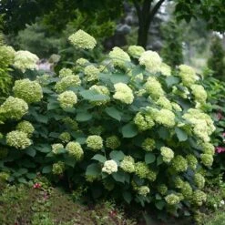 Hydrangea Arborescens Lime Rickey ('Smnhalr') (PBR) 5 Hydrangea Arborescens Lime Rickey ('Smnhalr') (PBR) -Pure Botanica pl2000028409 card3 lg