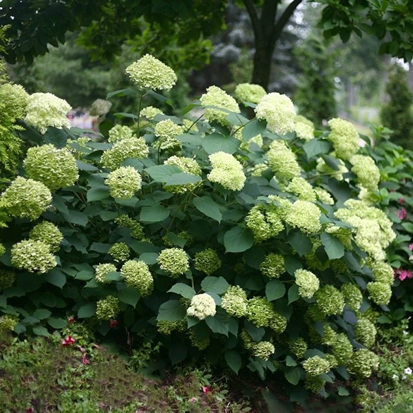 Hydrangea Arborescens Lime Rickey ('Smnhalr') (PBR) 3 Hydrangea Arborescens Lime Rickey ('Smnhalr') (PBR) - Image 3
