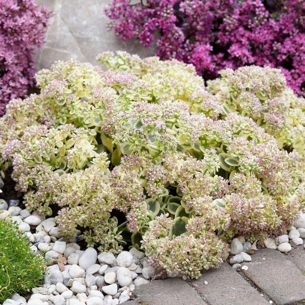 Hylotelephium 'Lime Twister' (PBR) (SunSparkler Series) 2 Hylotelephium 'Lime Twister' (PBR) (SunSparkler Series) - Image 2