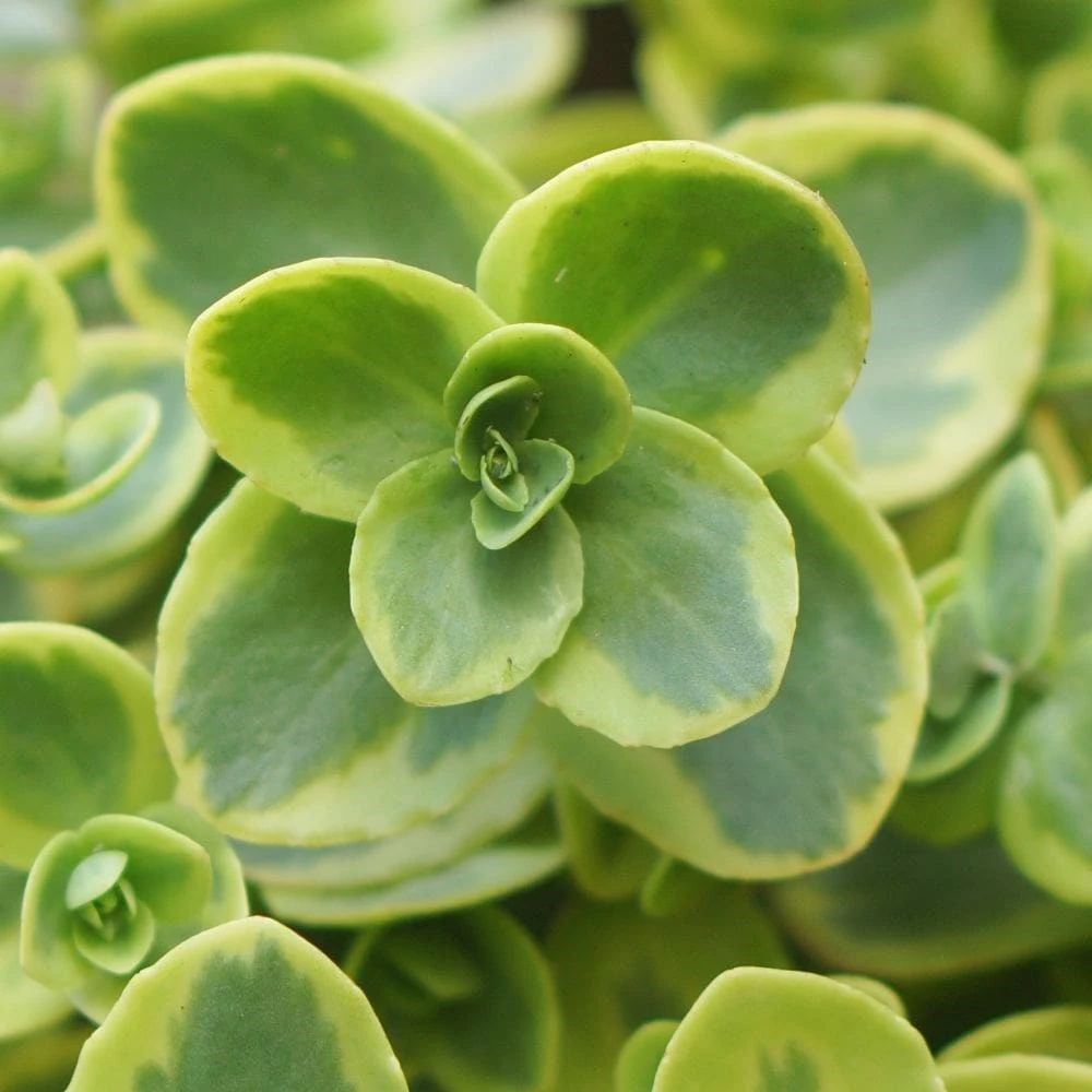 Hylotelephium 'Lime Twister' (PBR) (SunSparkler Series) 3 Hylotelephium 'Lime Twister' (PBR) (SunSparkler Series) - Image 3