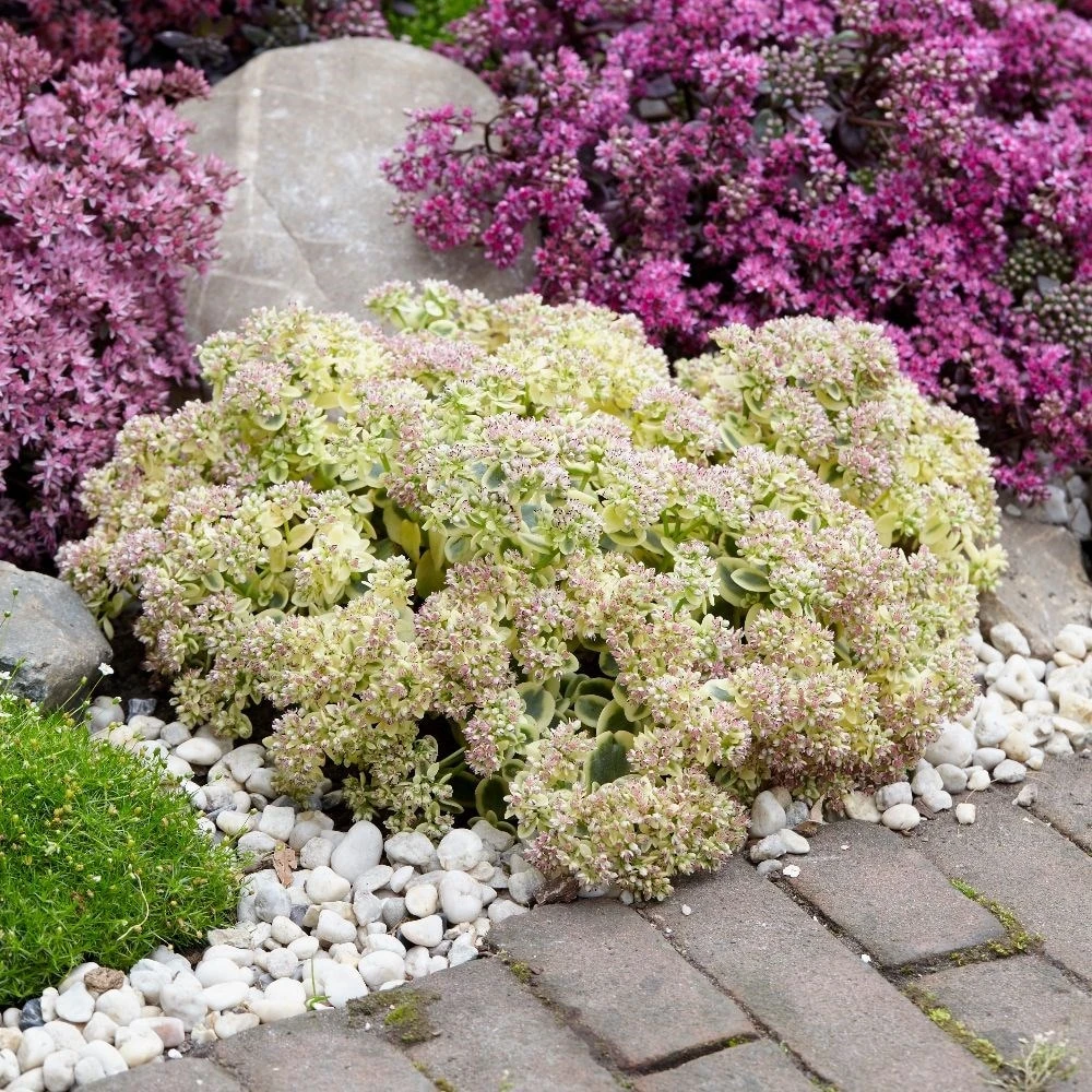 Hylotelephium 'Lime Twister' (PBR) (SunSparkler Series) 4 Hylotelephium 'Lime Twister' (PBR) (SunSparkler Series) - Image 4