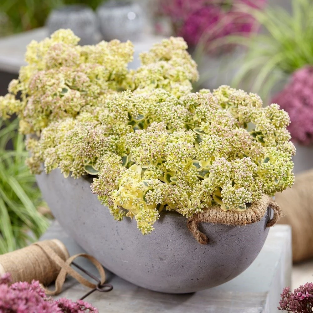 Hylotelephium 'Lime Twister' (PBR) (SunSparkler Series) 5 Hylotelephium 'Lime Twister' (PBR) (SunSparkler Series) - Image 5