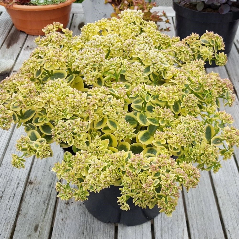 Hylotelephium 'Lime Twister' (PBR) (SunSparkler Series) 6 Hylotelephium 'Lime Twister' (PBR) (SunSparkler Series) - Image 6