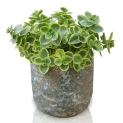 Hylotelephium 'Lime Twister' (PBR) (SunSparkler Series) 13 Hylotelephium 'Lime Twister' (PBR) (SunSparkler Series) -Pure Botanica pl2000028499 card8 lg