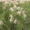 Miscanthus Sinensis 'Gracillimus'