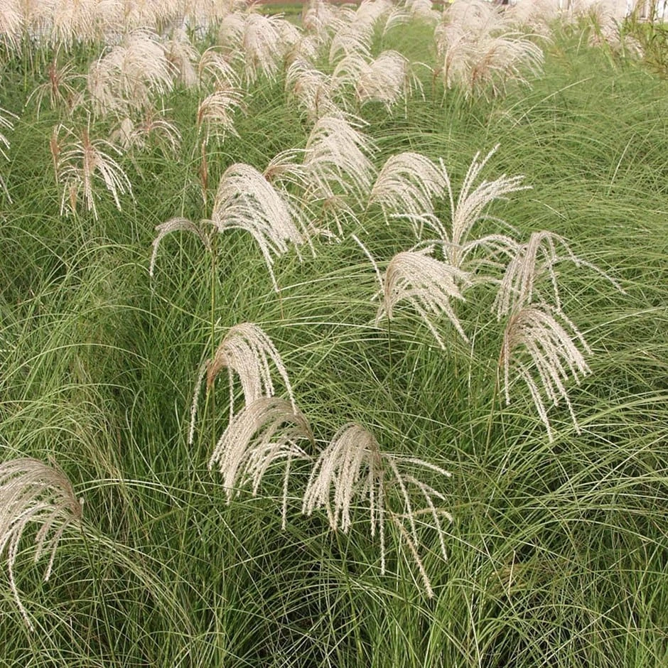 Miscanthus Sinensis 'Gracillimus' 1 Miscanthus Sinensis 'Gracillimus'