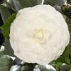Camellia Japonica 'Nuccio's Gem'