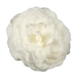 Camellia Japonica 'Nuccio's Gem' -Pure Botanica pl2000029141 card3 lg