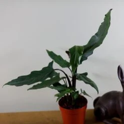 Alocasia Lauterbachiana -Pure Botanica pl2000030497 card4 lg