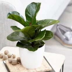 Ficus Lyrata 'Bambino' (PBR) -Pure Botanica pl2000030498 card3 lg