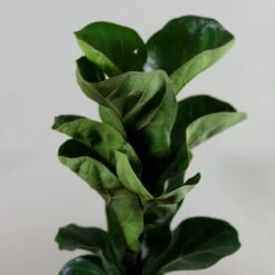 Ficus Lyrata 'Bambino' (PBR) -Pure Botanica pl2000030498 card4 lg