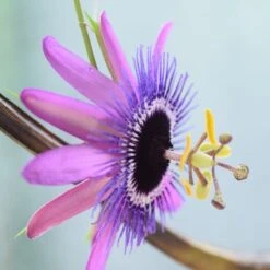 Passiflora 'Amethyst'
