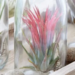 Air Plant In A Glass Bottle -Pure Botanica pl2000031726 card3 lg