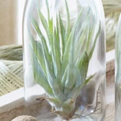Air Plant In A Glass Bottle -Pure Botanica pl2000031726 card5 lg