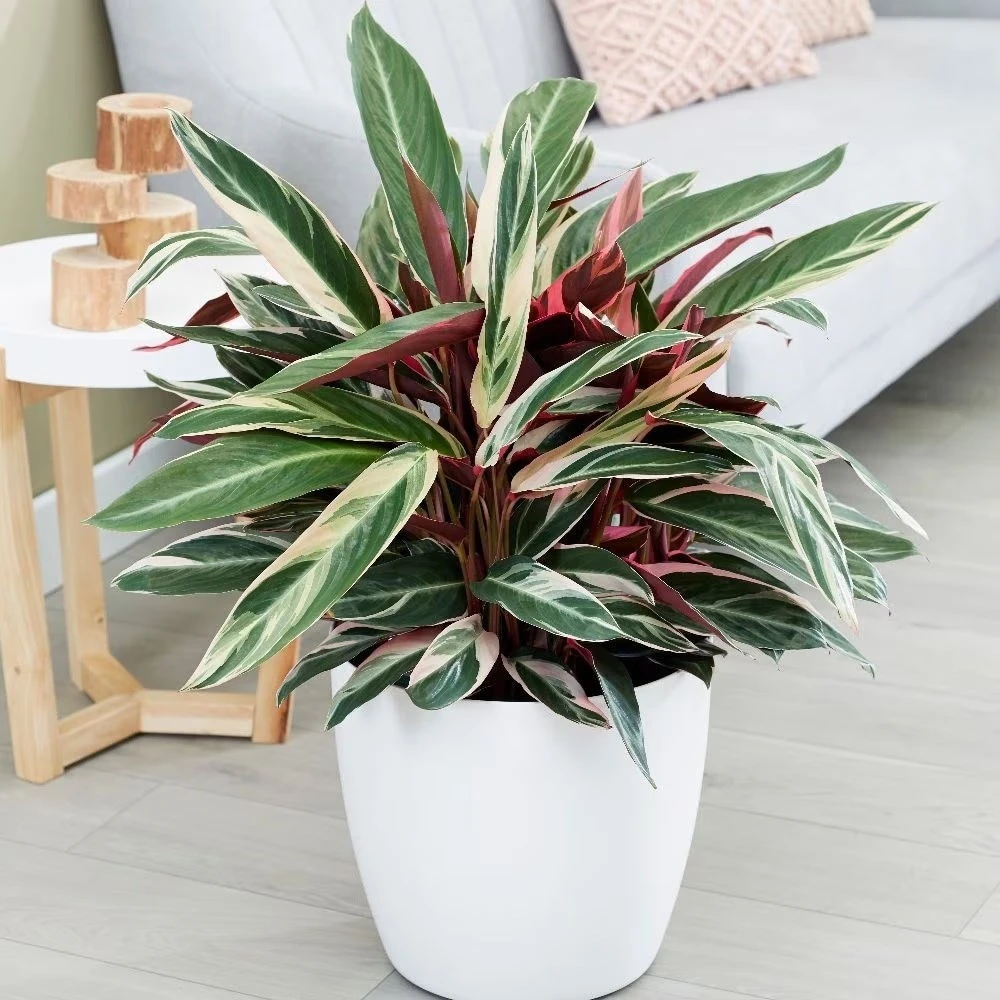 Stromanthe Sanguinea 'Triostar' (PBR) 2 Stromanthe Sanguinea 'Triostar' (PBR) - Image 2