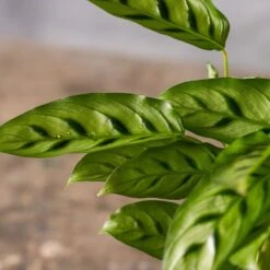 Goeppertia Concinna 7 Goeppertia Concinna -Pure Botanica pl2000031750 card3 lg