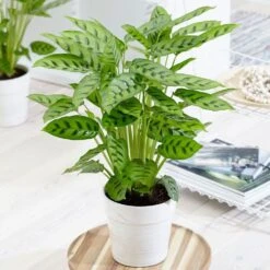 Goeppertia Concinna 9 Goeppertia Concinna -Pure Botanica pl2000031750 card5 lg