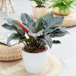 Philodendron 'Imperial Red' -Pure Botanica pl2000031752 card3 lg