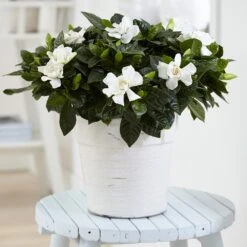 Gardenia Jasminoides -Pure Botanica pl2000031758 card3 lg