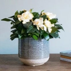 Gardenia Jasminoides -Pure Botanica pl2000031758 card4 lg