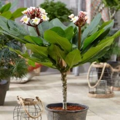 Plumeria Rubra Hawaiian Opal Pink ('Php2016') (PBR) 9 Plumeria Rubra Hawaiian Opal Pink ('Php2016') (PBR) -Pure Botanica pl2000031997 card5 lg