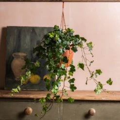 Hedera Helix 'Wonder' -Pure Botanica pl2000032009 card3 lg