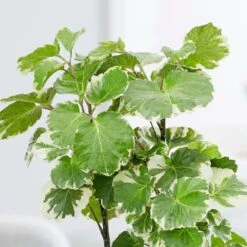 Polyscias Scutellaria 'Balfourii' 7 Polyscias Scutellaria 'Balfourii' -Pure Botanica pl2000032015 card3 lg