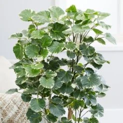 Polyscias Scutellaria 'Balfourii' 8 Polyscias Scutellaria 'Balfourii' -Pure Botanica pl2000032015 card4 lg