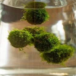 Floating Ball With Javamoss -Pure Botanica pl2000032023 card3 lg