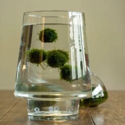 Floating Ball With Javamoss -Pure Botanica pl2000032023 card4 lg