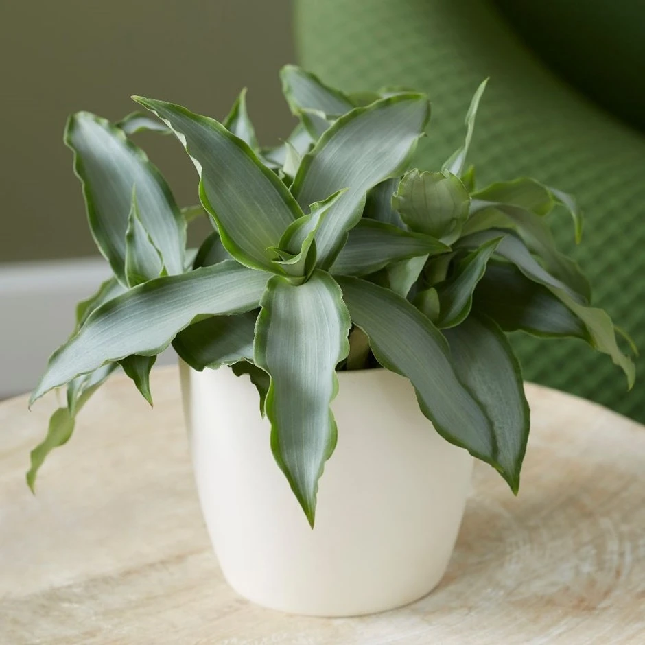 Murdannia Loriformis Bright Star ('Ppimur004') 1 Murdannia Loriformis Bright Star ('Ppimur004')