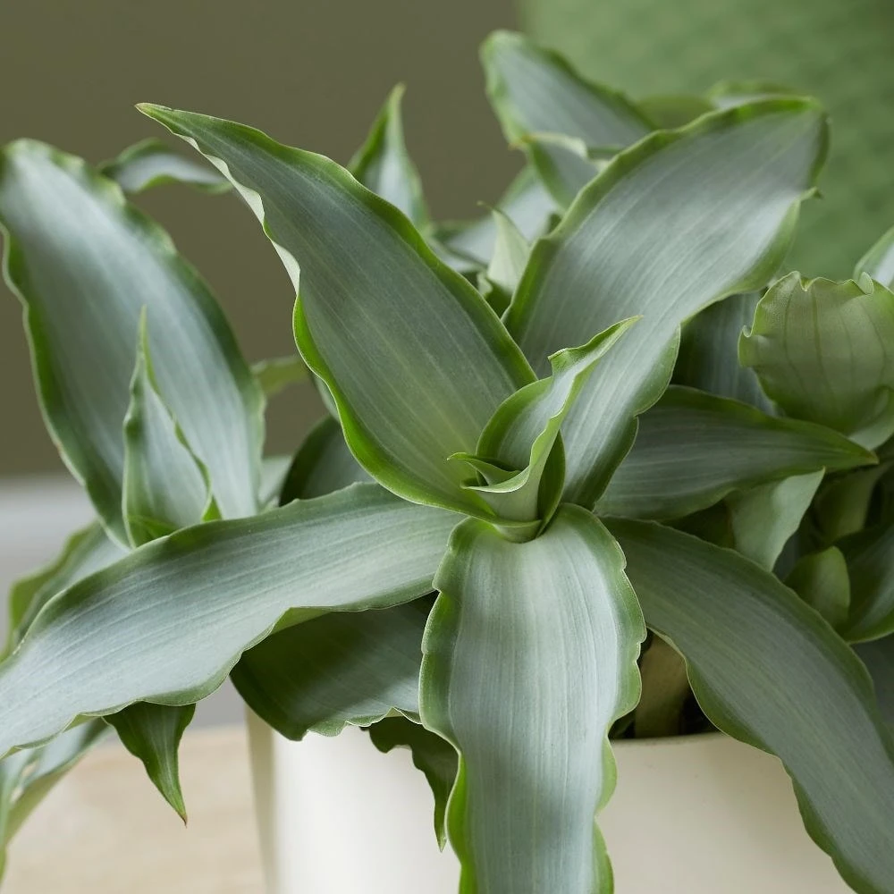 Murdannia Loriformis Bright Star ('Ppimur004') 2 Murdannia Loriformis Bright Star ('Ppimur004') - Image 2